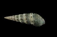 藏品(燒酒海蜷)的圖片